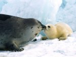 KISSY KISSY HAPPY HARP SEALS