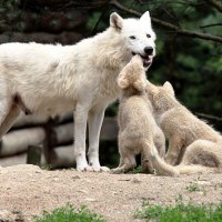 Mum, we are hungry !