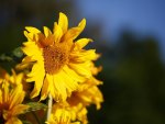 SUNSHINE FLOWER