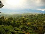 Tea Mountains