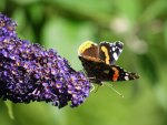 Red Admiral on Buddlia