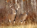 Buck and Doe