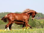 Graceful Brown Horse
