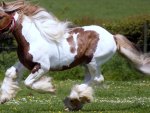 Galloping Pony