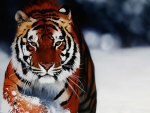 Tiger in Snow