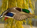 Mallard Flying
