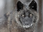 The Black Wolf in Snow