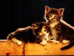 2 Kittens