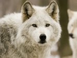 White Wolf