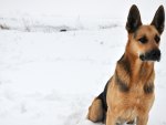 German Shepherd in Snow