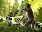 2 Ring Tailed Lemurs