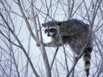 Raccoon in a Tree