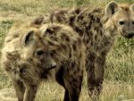 Spotted Hyenas