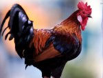 Rooster