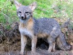 Gray Fox