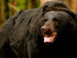 American Black Bear