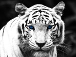 Blue Eyed Tiger