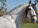 Andalusian Horse