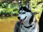 Siberian Husky