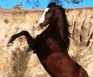 Mustang Stallion Rearing