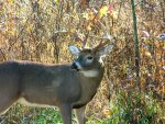 Wild Buck in the Woods