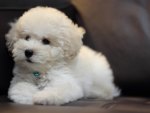 Bichon Frise Puppy