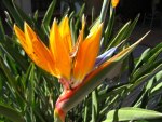 Strelitzia