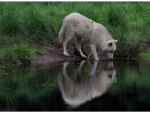 Wolf at Mirror
