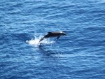 A Jumping Dolphin