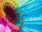 COLORFUL FLOWER WITH RAINDROPS CLOSE-UP