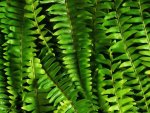 FERN
