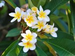 HAWAIIAN PLUMERIA