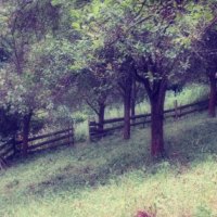 An old forgotten fence