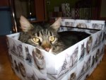Cat in a box