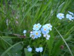 Forget-me-nots