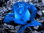 Rose blue