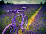 Biking among lavender field