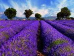 Fragrant lavender field