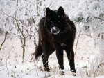 Black Wolf in Snow