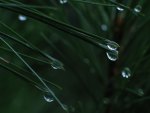 Crystal Raindrops