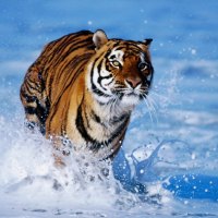 Tiger In Water