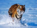 Tiger In Water