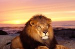 majestic lion