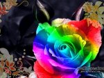 A Rainbow of Roses