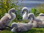 Cute Cygnets