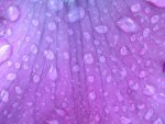 Lavender droplets