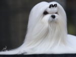 Maltese