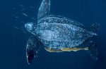 leatherback  Turtle