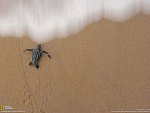 leatherback  Turtle baby
