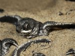 leatherback  Turtle baby